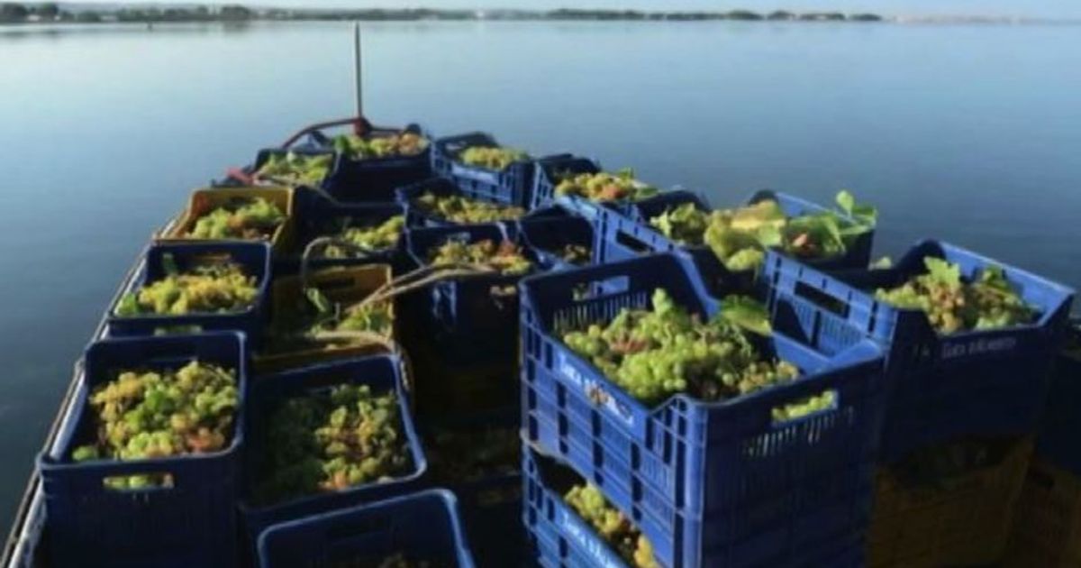 L’isola di Mozia: da antica città fenicia a paradiso vitivinicolo