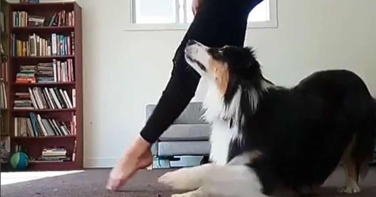 “Gli umani sono noiosi. Danza con il tuo cane piuttosto”