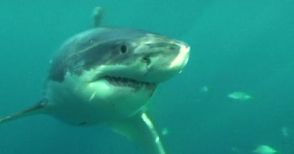 Da predatore a preda: squali a rischio, a caccia di protezione