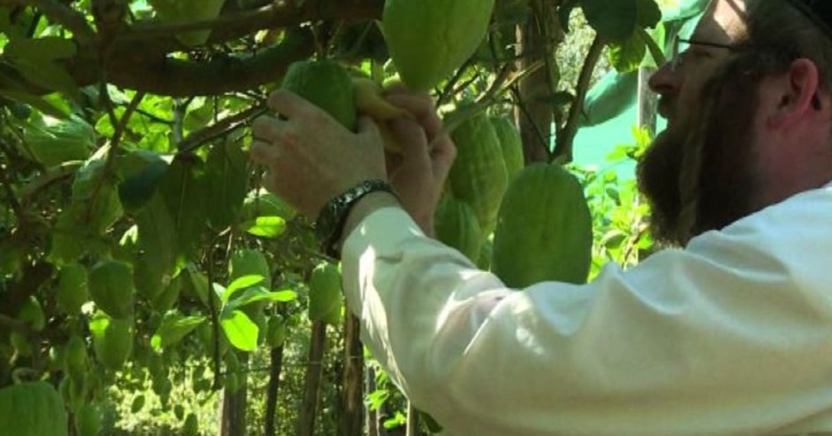 Calabria: alla ricerca del cedro perfetto per la Festa di Sukkoth