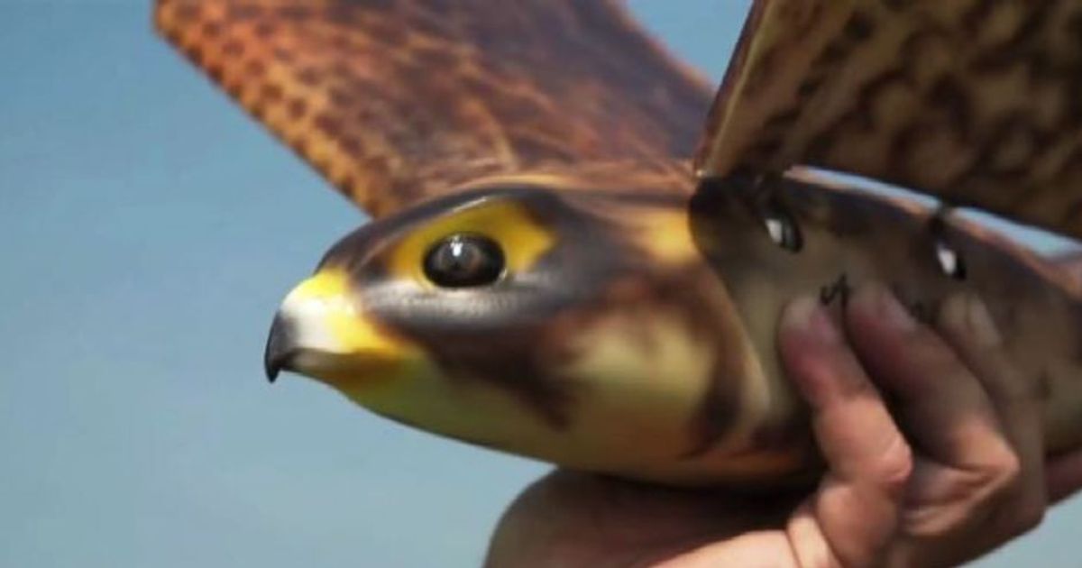 Ecco Robird, il drone falco che caccia gli uccelli pericolosi