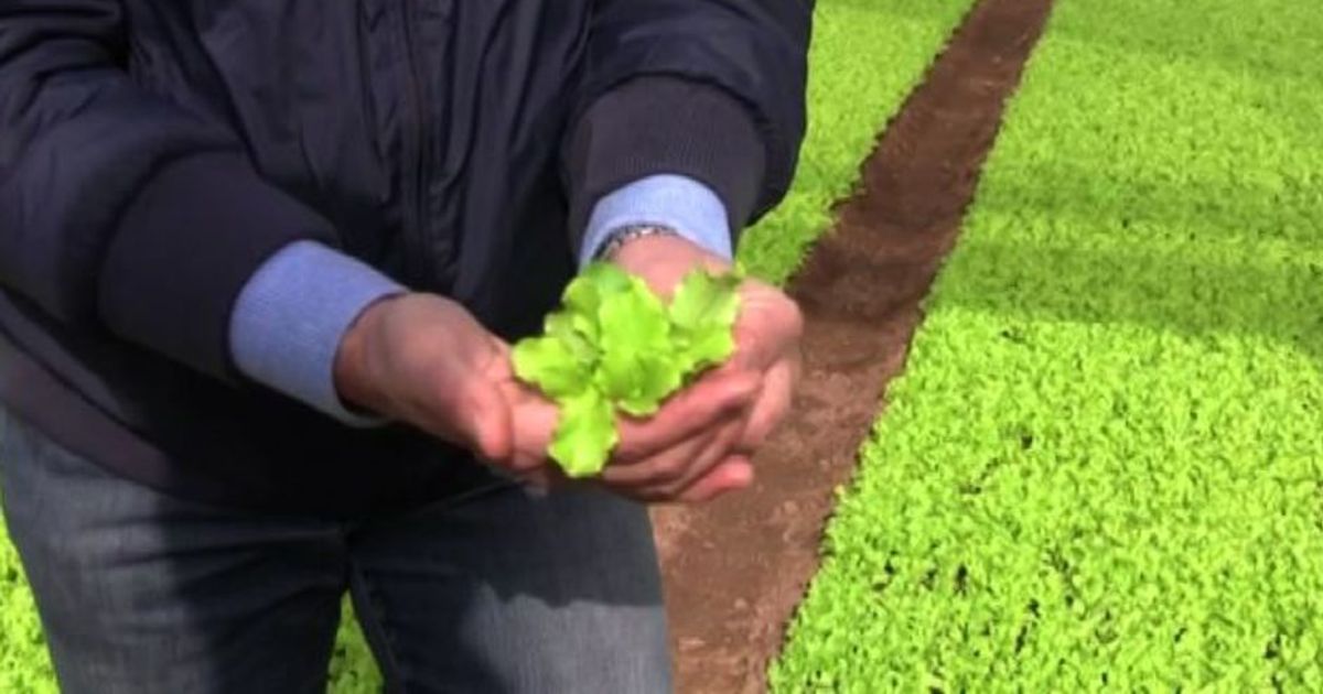 Bonduelle Filiera Garantita 46 controlli da spiegare al cliente