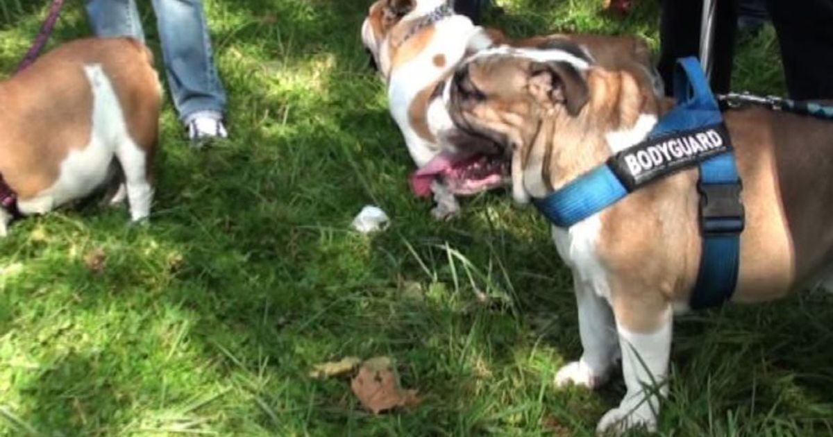 A Bergamo il BulldogDay con oltre 170 esemplari dal nord Italia