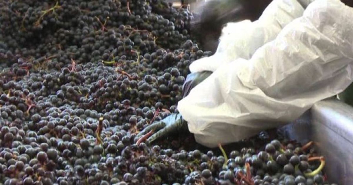 Produzione mondiale vino tra le più basse degli ultimi 20 anni