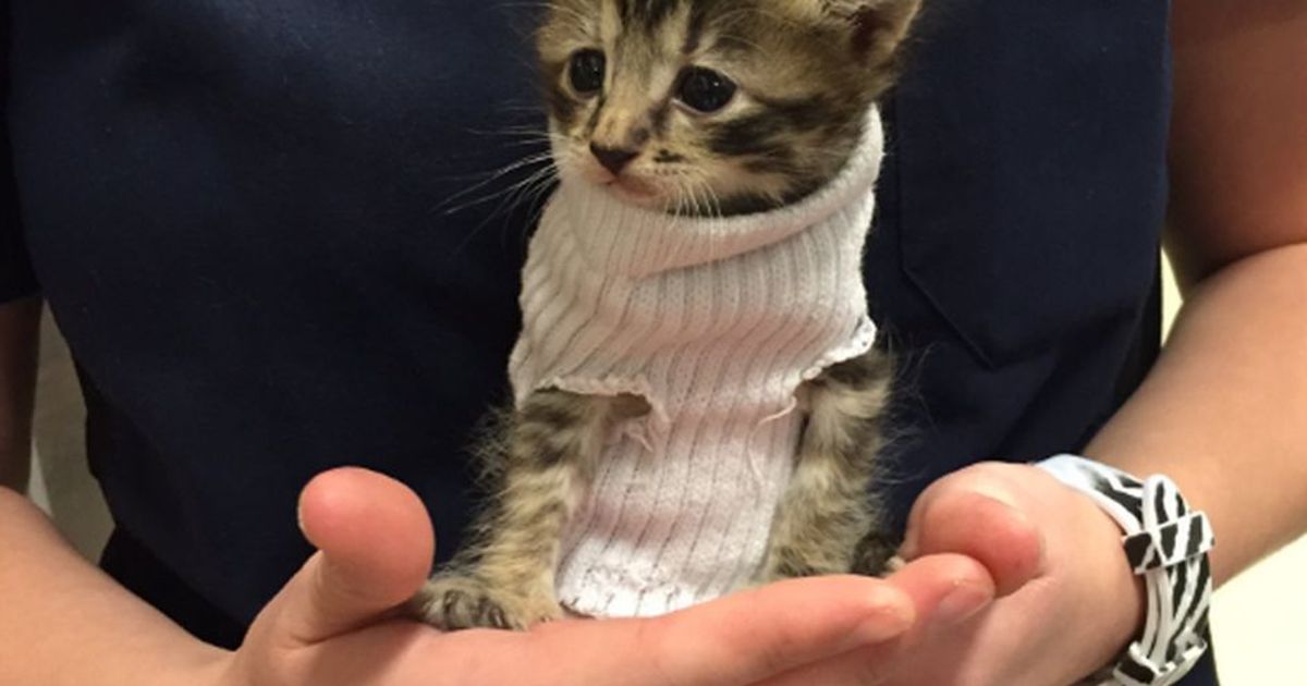 Il gattino salvato dall’Uragano Matthew ora ha una nuova casa