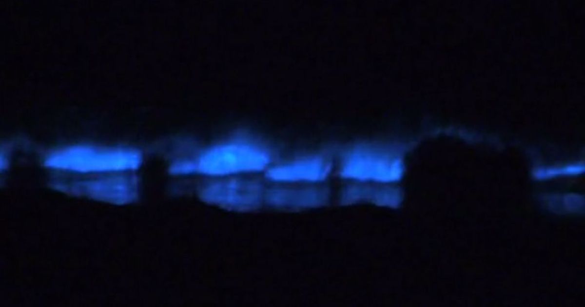 Le alghe illuminano le onde: lo spettacolo di luci tutto naturale