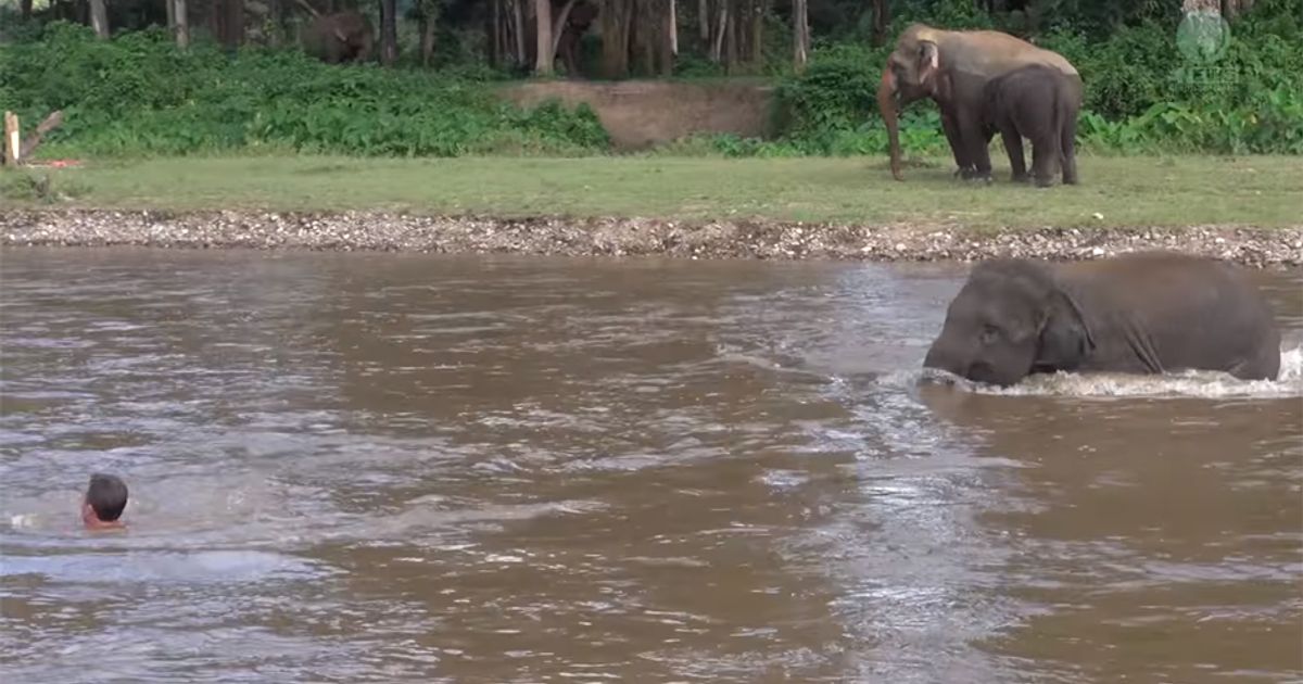 L’elefante è il miglior amico dell’uomo