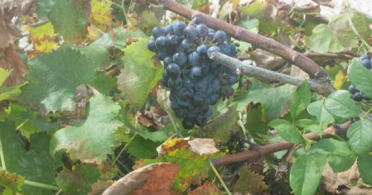 Storie Di Vino: la sostenibilità in vigna secondo Marco Caprai
