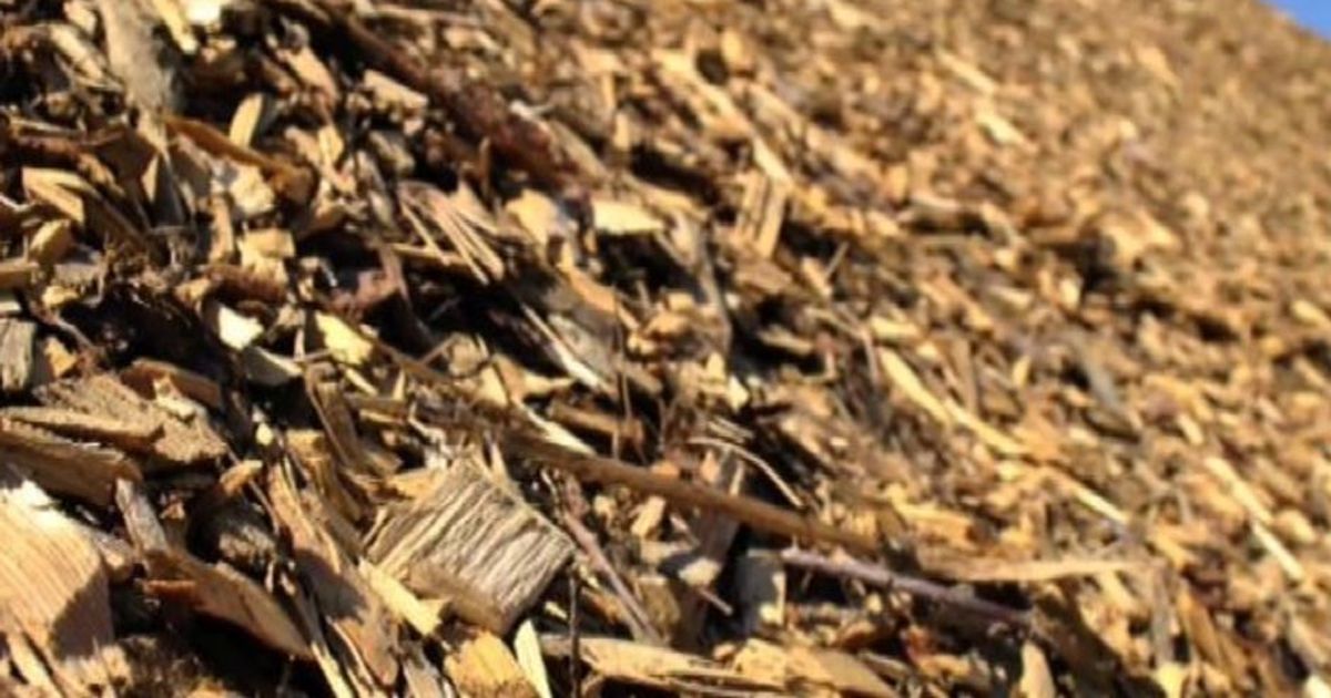 Energia, Clini: biomasse solide risorsa nazionale da utilizzare