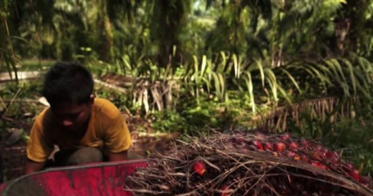 Amnesty: “Minori sfruttati per coltivare olio di palma”