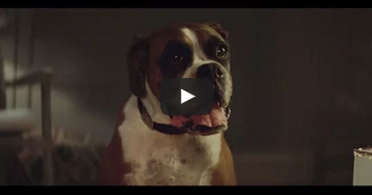 Lo spot di John Lewis annuncia il Natale e #BusterTheBoxer è la sua stella