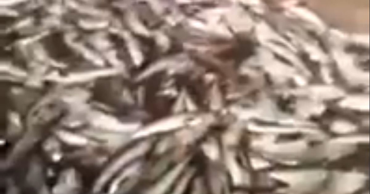La scoperta dei pescatori russi: nella rete non ci sono solo pesci