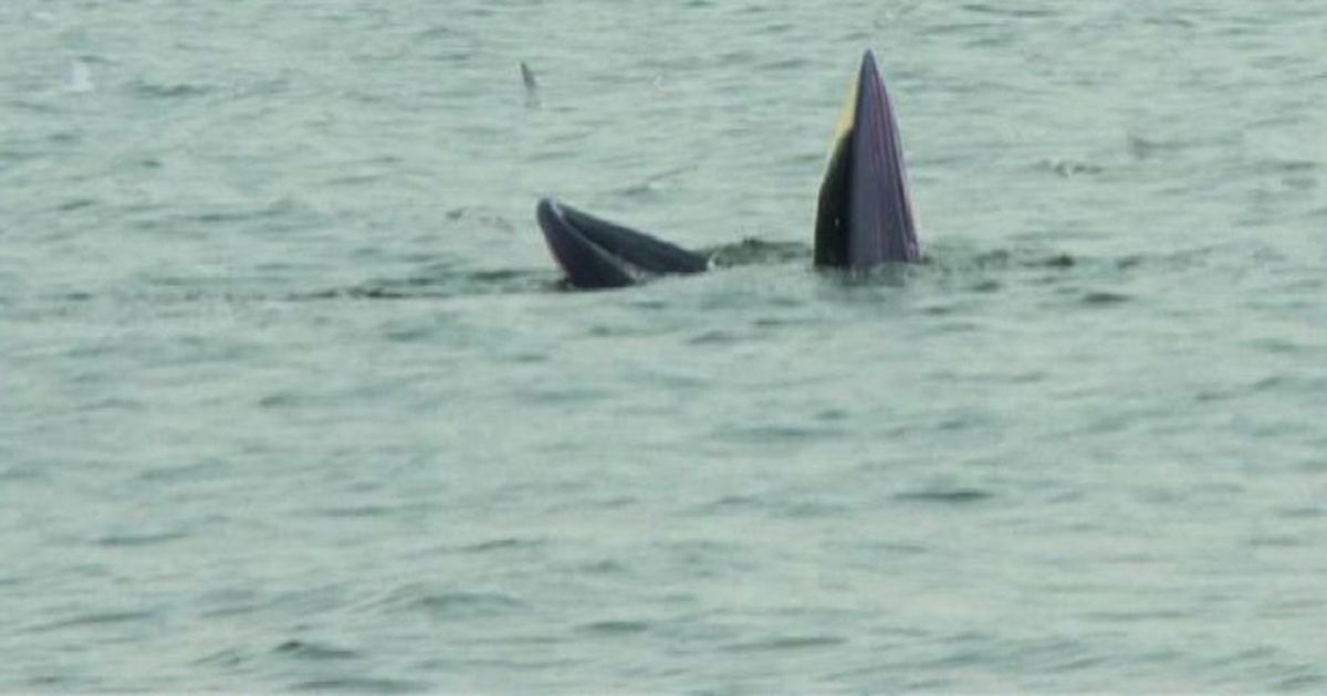 Thailandia, il Whale watching nella baia di Bangkok