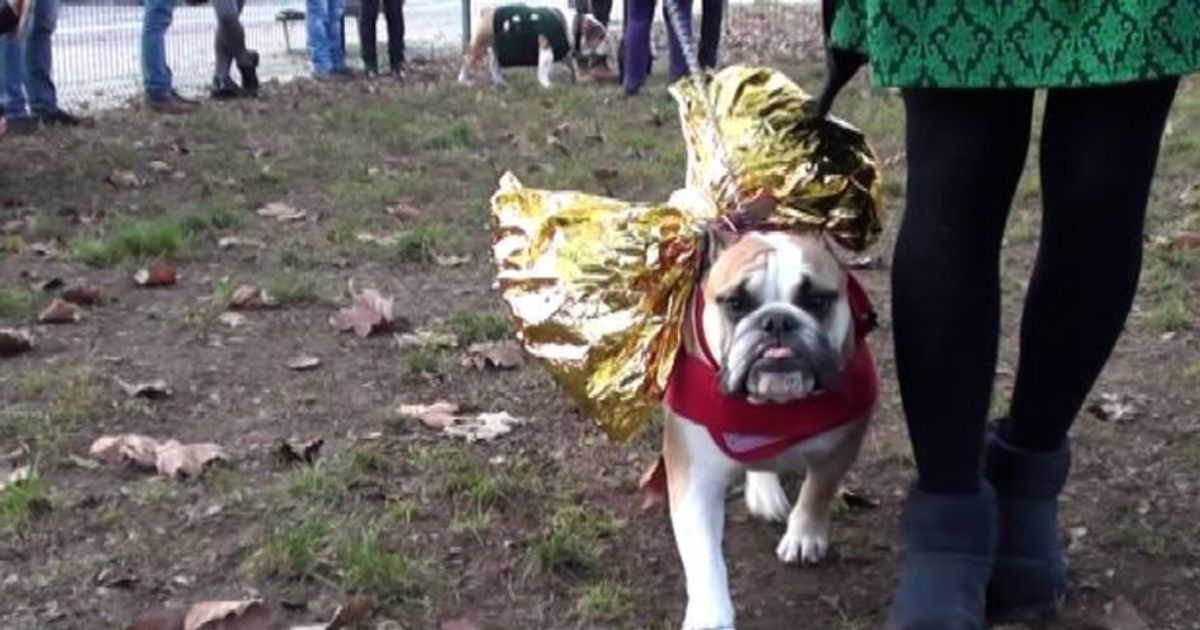 Milano a quattro zampe, è il 12esimo bulldog day