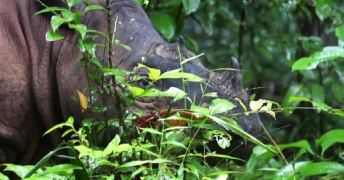 Indonesia, alla ricerca dei rinoceronti di Sumatra a rischio