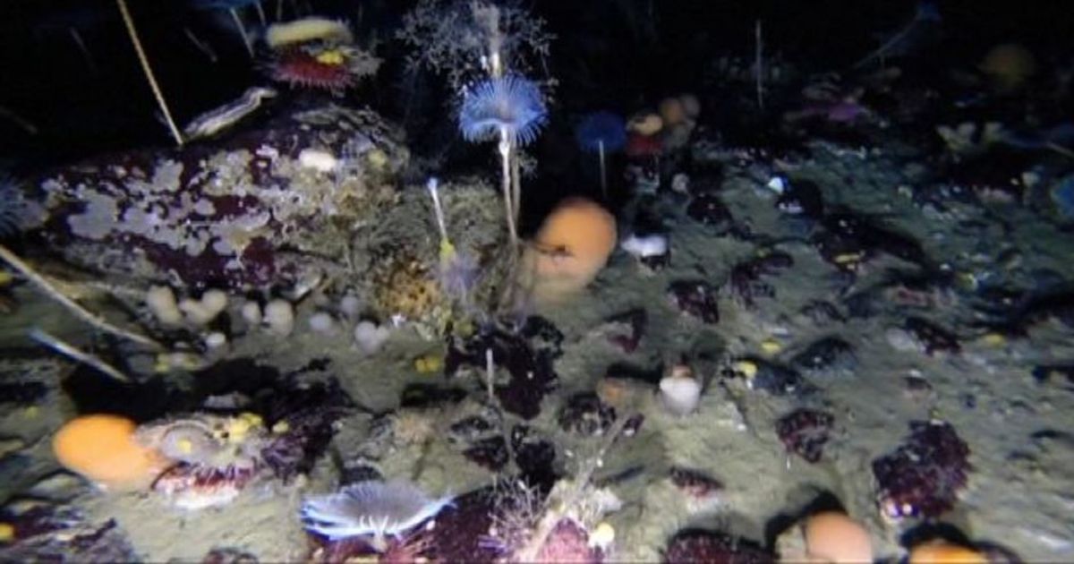 Australia: la vita sotto il ghiaccio ripresa da un drone sub