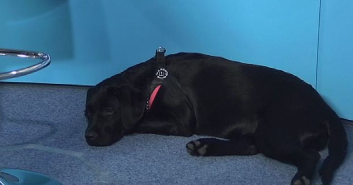 Gli amori segreti di Tosca: dipingere e il mio cane Reginella