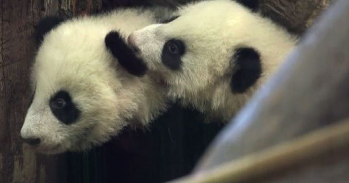 I panda gemelli di Vienna per la prima volta in pubblico
