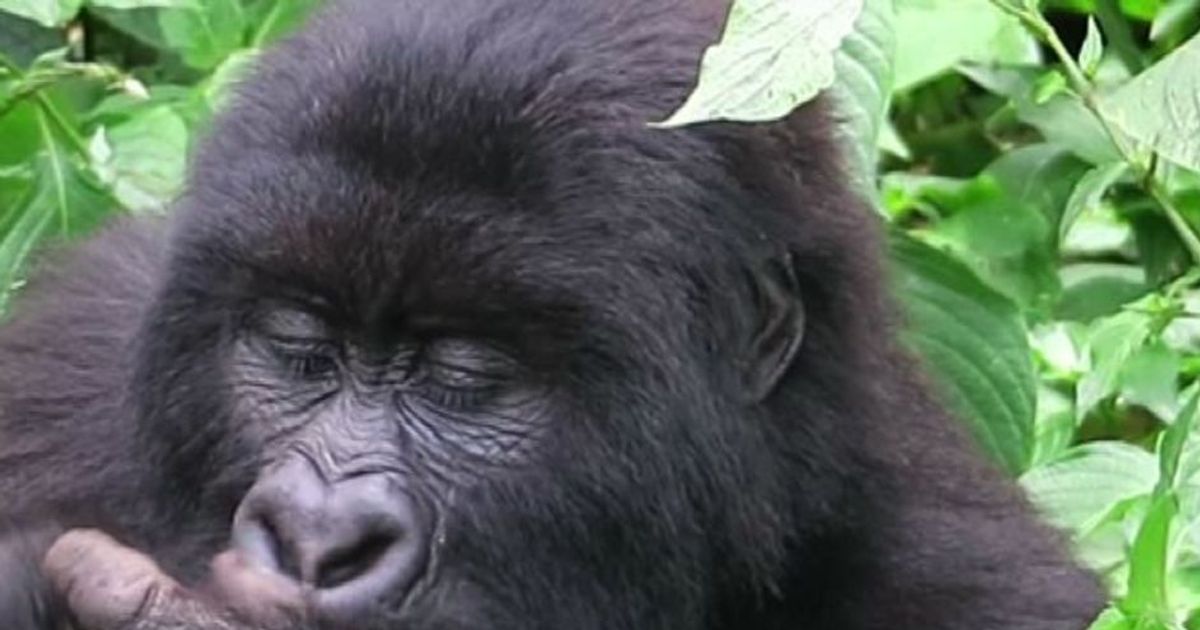 Pericolo estinzione per il 60% di tutte le specie di primati