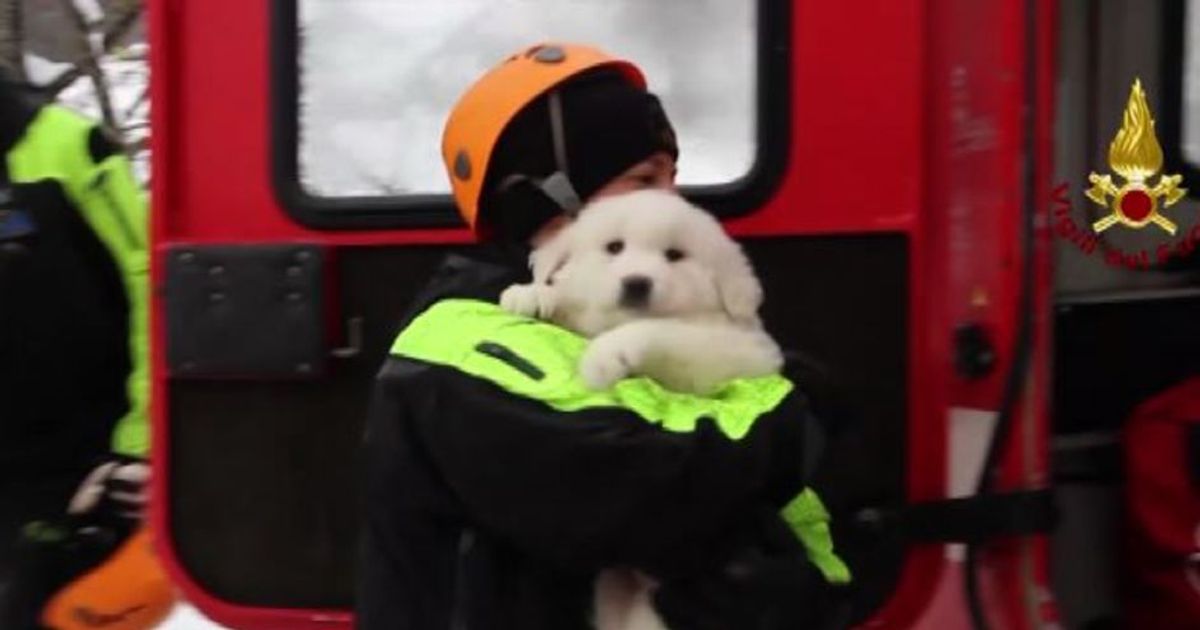 Valanga Rigopiano, salvati i 3 cuccioli di Abruzzese dell’hotel