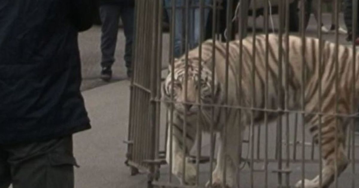 Paura a Palermo una tigre bianca scappa dal circo