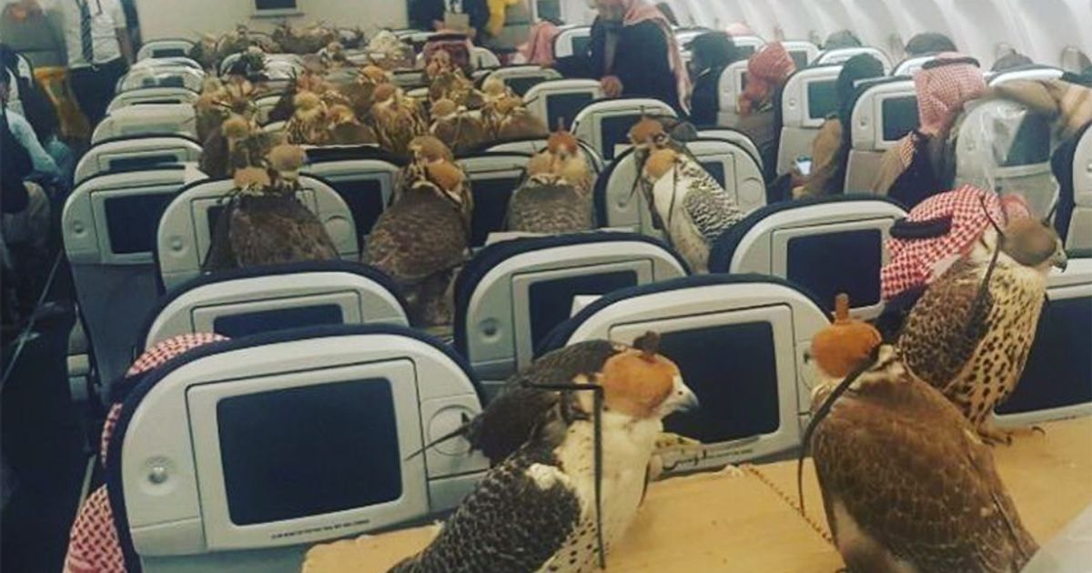 80 falchi in volo…ma in cabina e con biglietto aereo pagato!