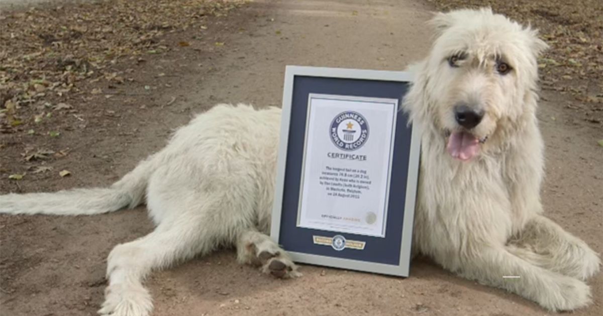 Keon, il cane da Guinness dei primati grazie alla coda