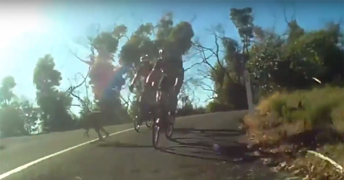 Il canguro vola sul ciclista in corso, il salto è pazzesco