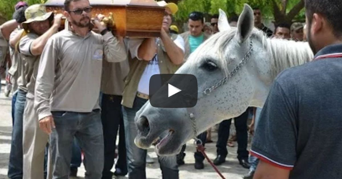 Il cavallo “piange” sulla bara del suo migliore amico scomparso
