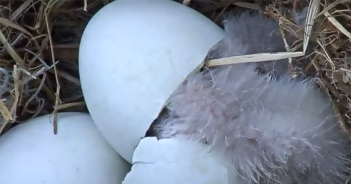 Nascita in diretta di due aquile calve in Florida