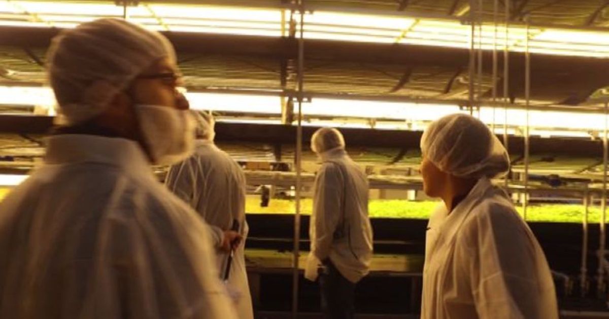 Vertical Farm e educazione alimentare: il futuro del cibo in Usa