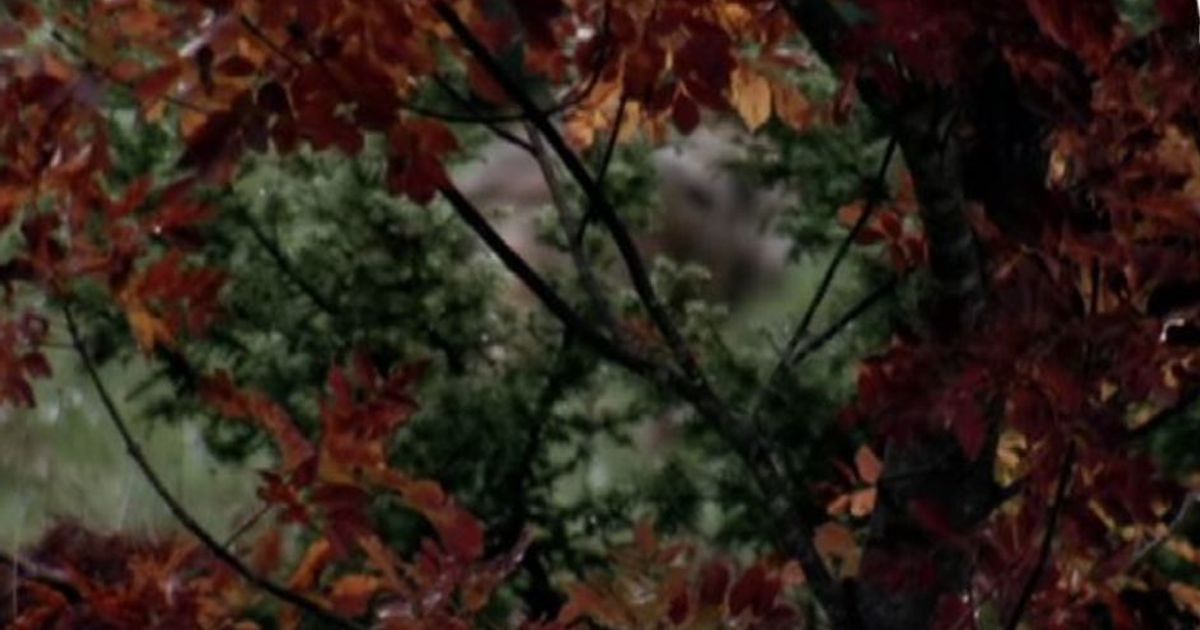 Caccia al lupo? Orazi: “è una risorsa del turismo sostenibile”