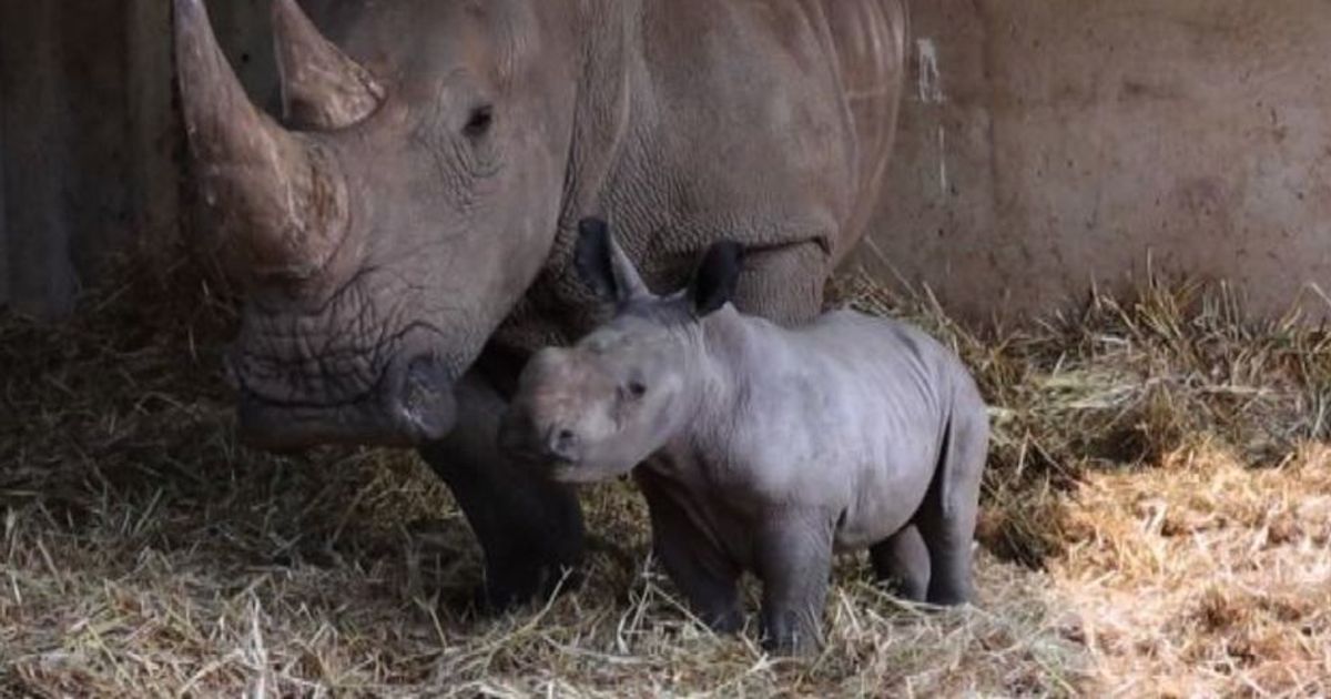 Tel Aviv, “corno azzurro” al parco zoologico israeliano Ramat Gan