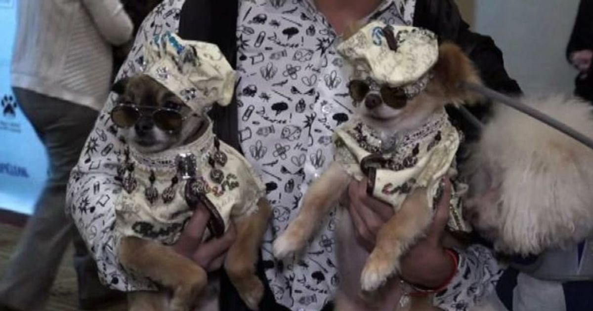 Cani vestiti da piccole star alla “Pet fashion show” di New York