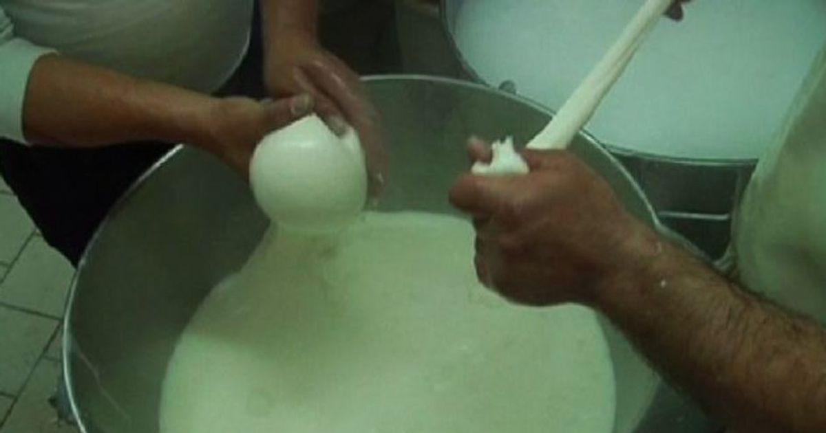 Mozzarelle campane Dop contraffatte, sequestri e misure cautelari