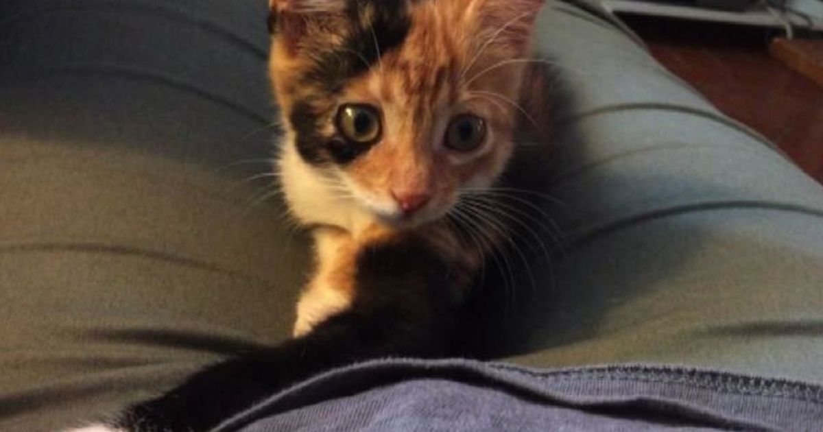 17 febbraio, la Festa Nazionale del Gatto