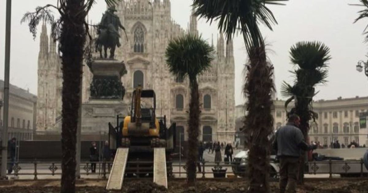 Palme bruciate in piazza Duomo a Milano, individuati responsabili