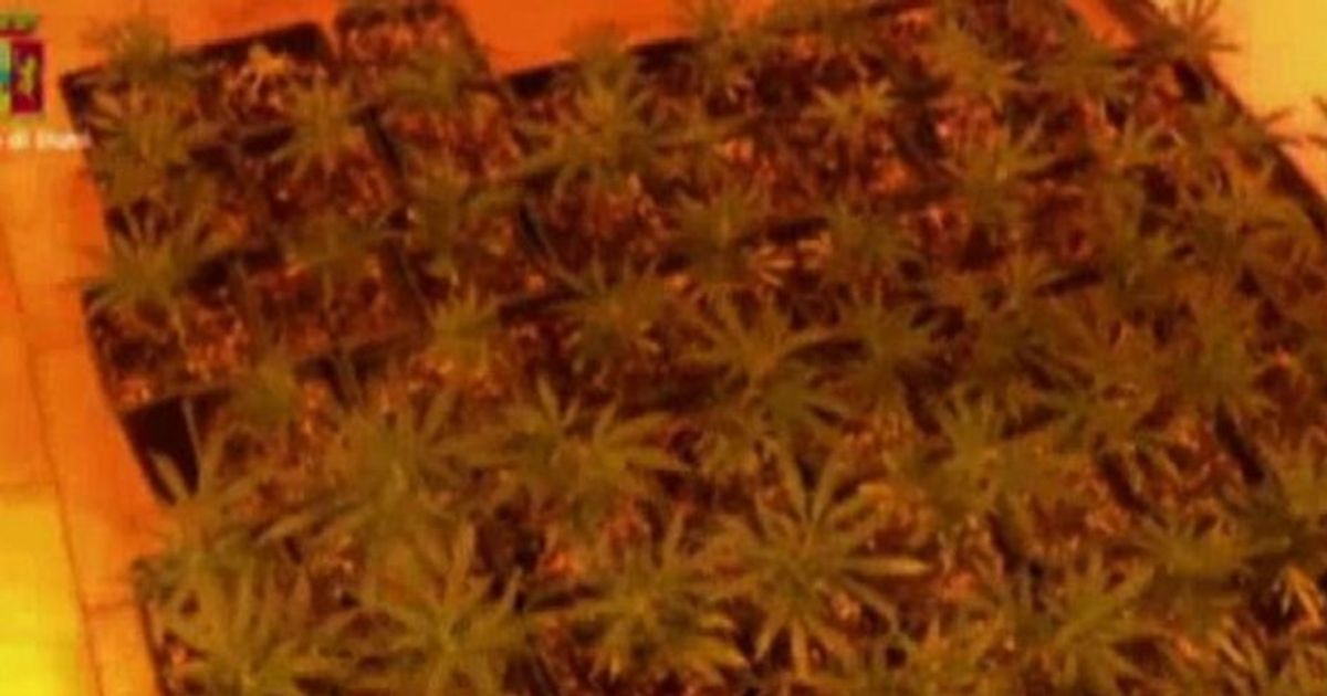 Allestisce fabbrica di cannabis, un arresto in provincia di Forlì