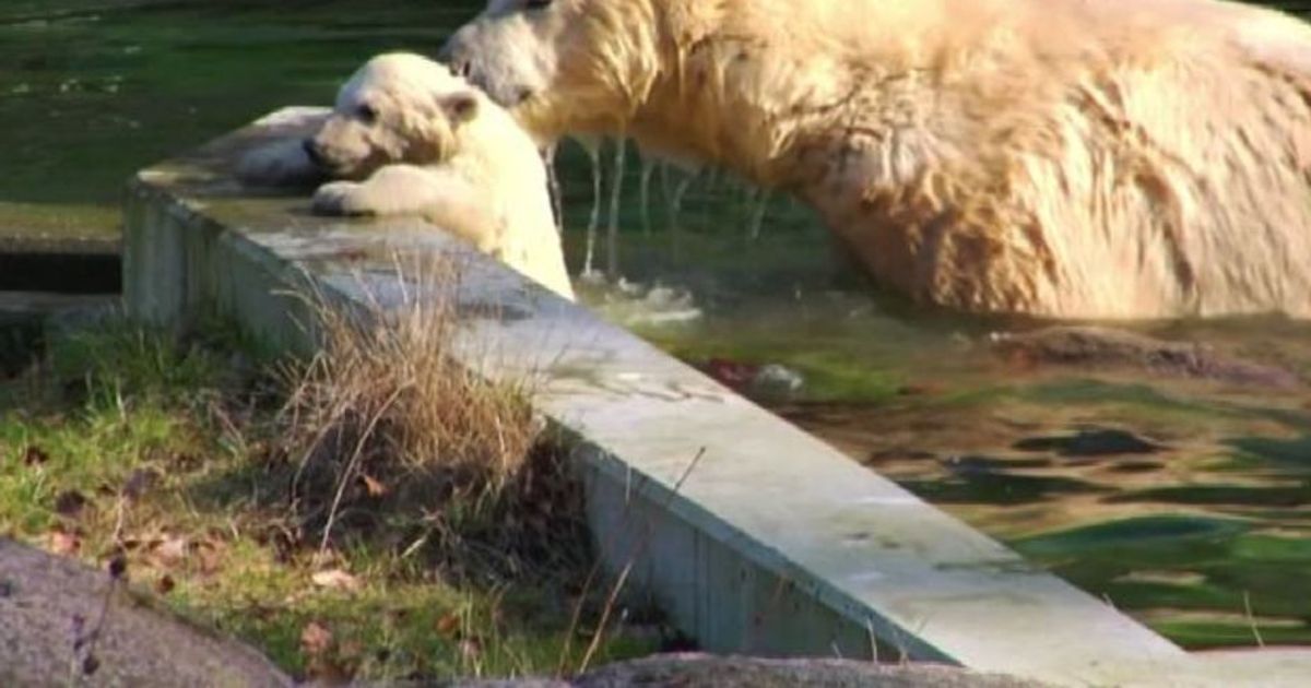 Mamma e cucciola di orso polare giocano allo zoo di Mulhouse