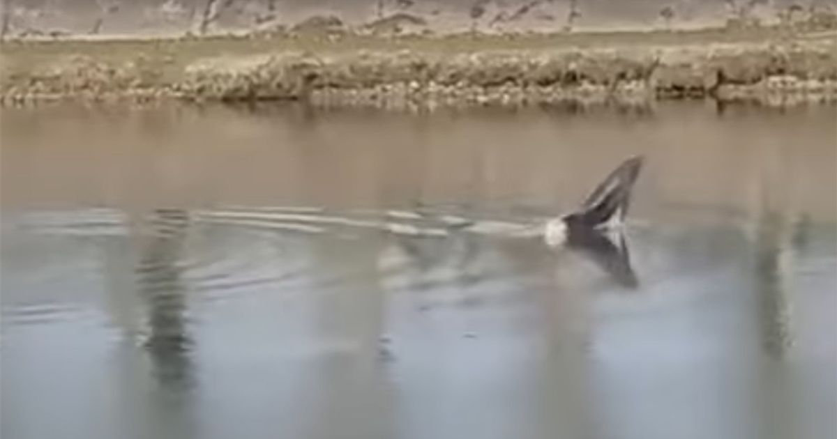 Un delfino vive nel fiume Arno ed è la star di Pisa