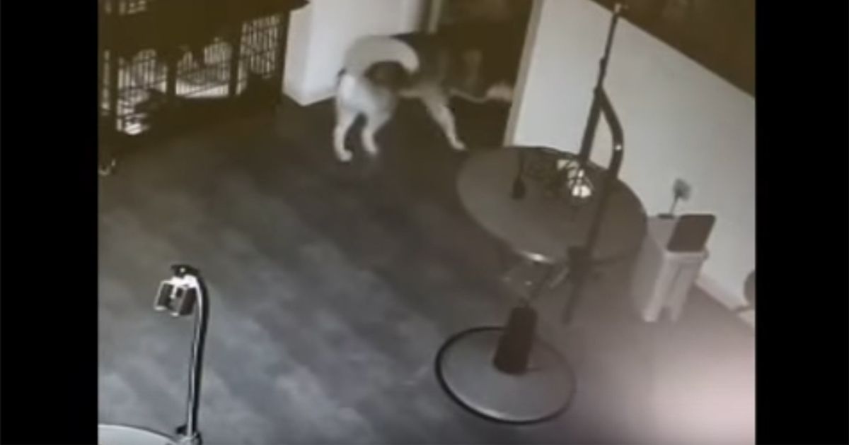 Fuga dalla gabbia di un Husky che poi libera altri due cani