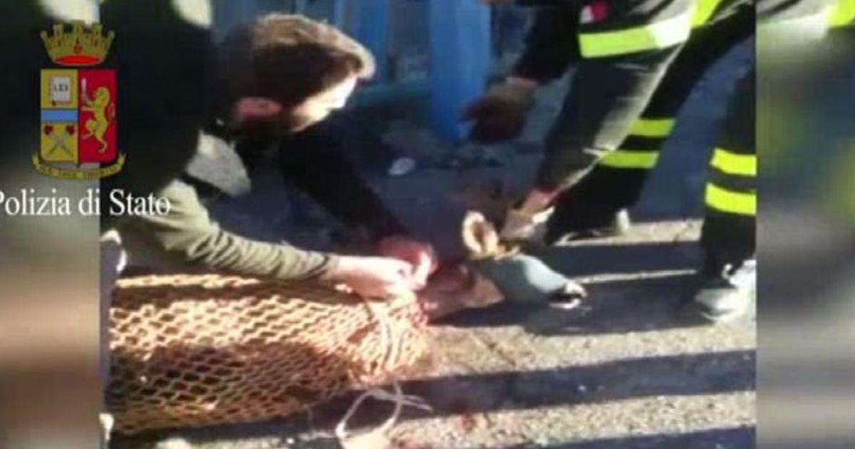 Il salvataggio del capriolo ferito incastrato in una ringhiera