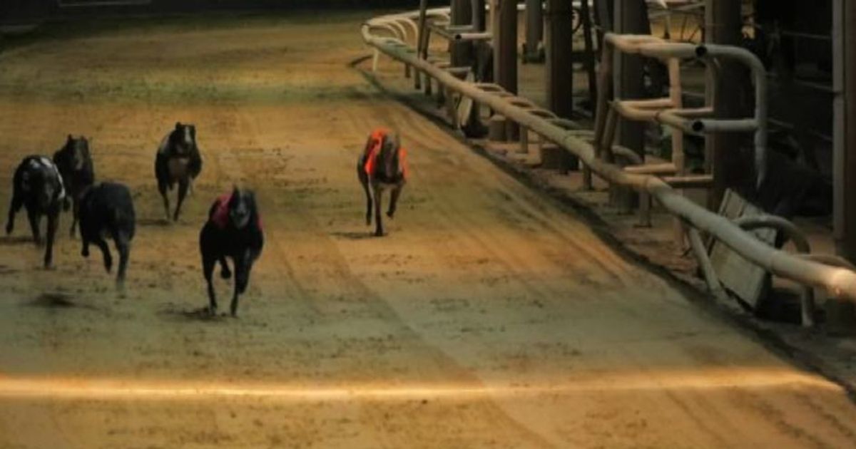 Londra dice addio alle corse di levrieri, chiude l’ultima pista