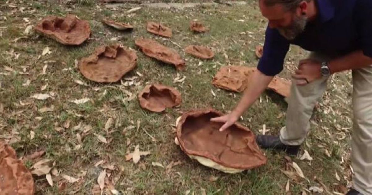 Jurassic park in Australia: scoperte le impronte di 21 dinosauri