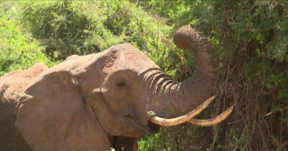 Cina, cala il prezzo dell’avorio illegale: speranza per elefanti