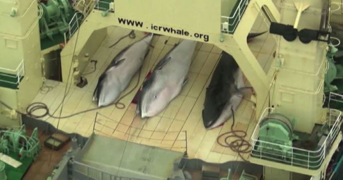La mattanza continua: 333 balene uccise dalla flotta giapponese