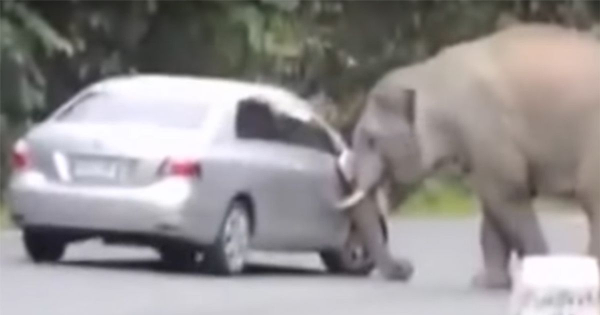 L’elefante carica l’auto dei turisti durante un Safari in Sud Africa