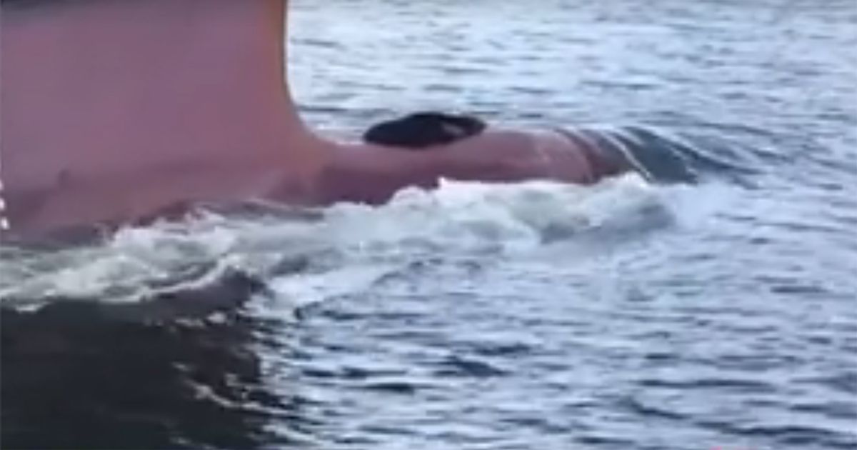 Una foca pigra chiede un passaggio ad una nave in transito