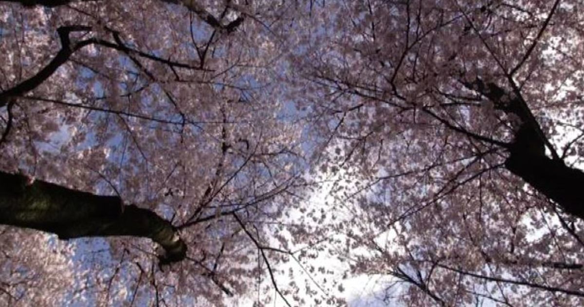 Giappone, si rinnova il magico spettacolo dei ciliegi in fiore