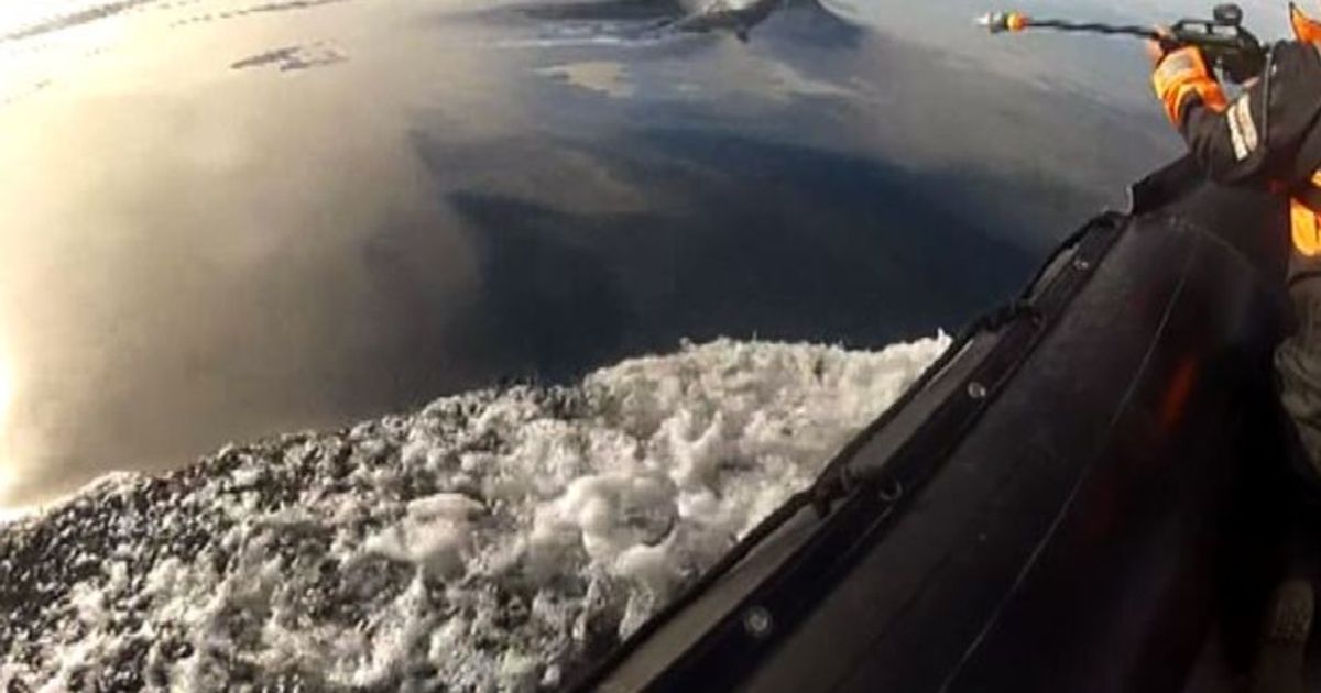 Il Grande fratello antartico spia la vita segreta delle balene